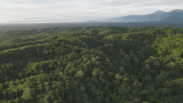 Lush green forest with distant mountains
