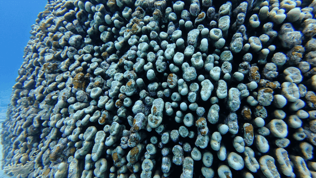 Close-up of vibrant coral reef underwater