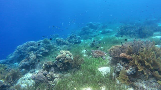 Turtle swimming over a vibrant coral reef