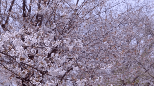 가지에 만개한 벚꽃