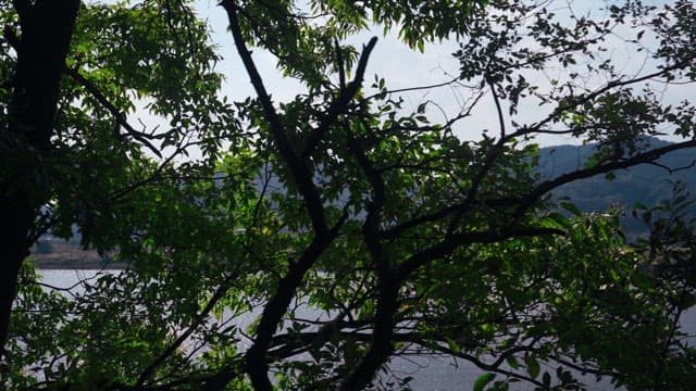 Overlooking the river through lush green trees