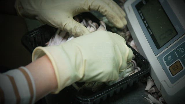 저울에서 버섯을 무게 재는 장면