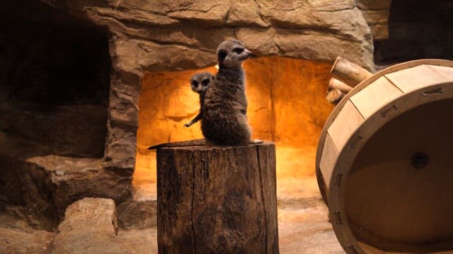 Two meerkats on a log in a enclosure