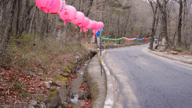 숲길을 따라 늘어선 형형색색의 등불