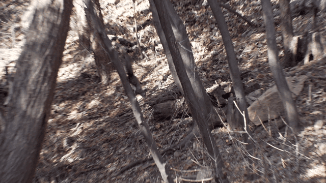 나무 위 청설모가 있는 숲