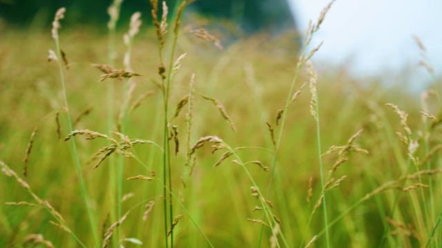 Grass in Gentle Breeze
