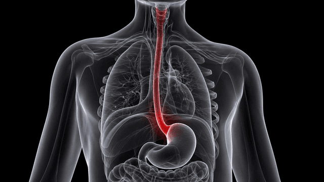 Anatomical view of the human digestive system