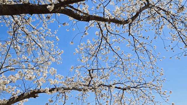 맑은 하늘 아래 피어난 벚꽃