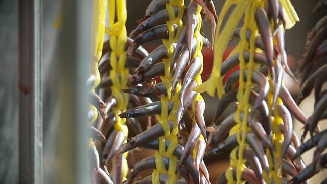 건조시키기 위해 바깥에 노란 줄로 엮어 걸어둔 꽁치