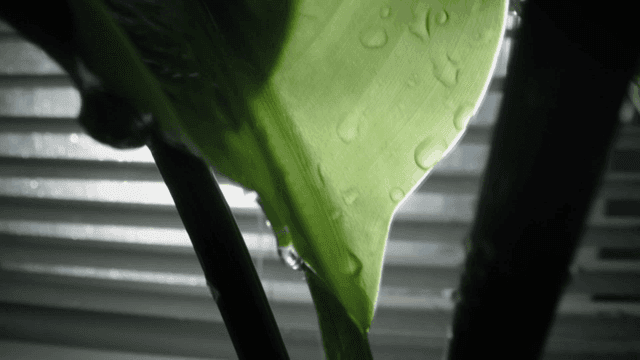 물방울이 맺힌 잎