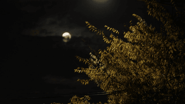 나뭇가지와 달빛이 비치는 밤