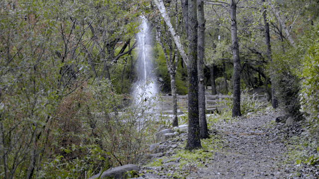 멀리 분수가 보이는 고요한 숲길