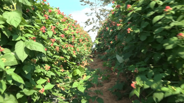 햇살 가득한 들판의 잘 익은 베리