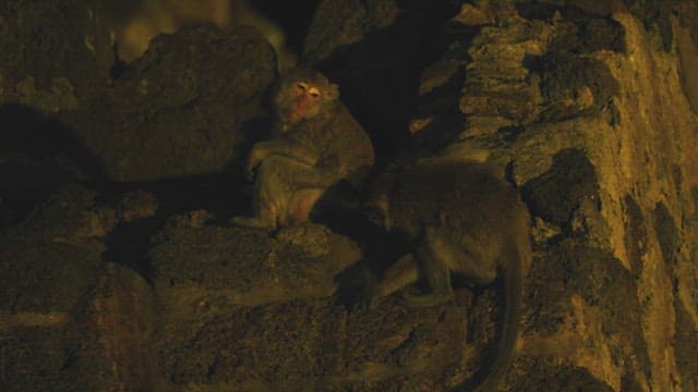 어두운 밤 바위 구조물 위에 앉은 원숭이들