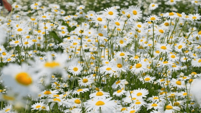 꽃이 만발한 데이지 들판