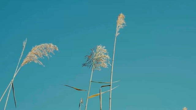 햇빛을 받으며 바람에 살랑거리는 갈대