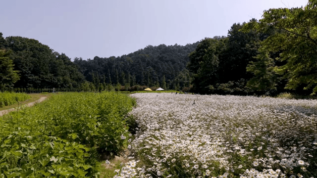 A field of daisies under a clear sky