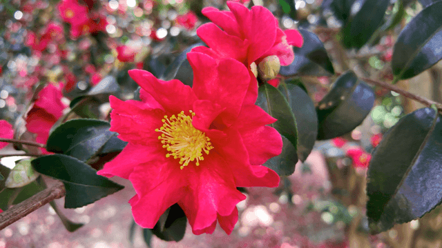Bright pink camellia flower in bloom