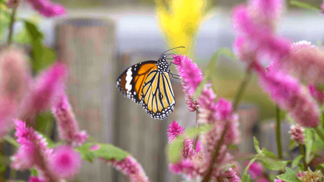 Butterfly resting on vibrant flowers