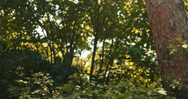 푸른 나무가 가득한 햇살 가득한 숲