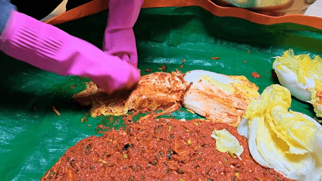 Making kimchi with fresh cabbage