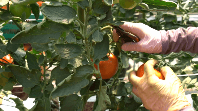 Hands harvesting ripe tomatoes in greenhouse