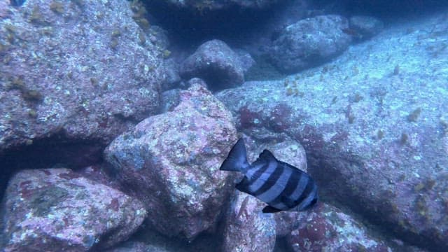 Striped fish swimming among underwater rocks