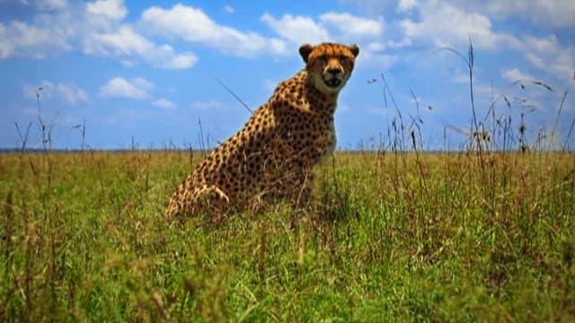 사바나를 살피는 치타