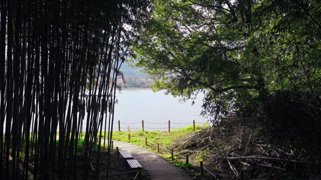 호수로 이어지는 길이 있는 아름다운 숲 풍경