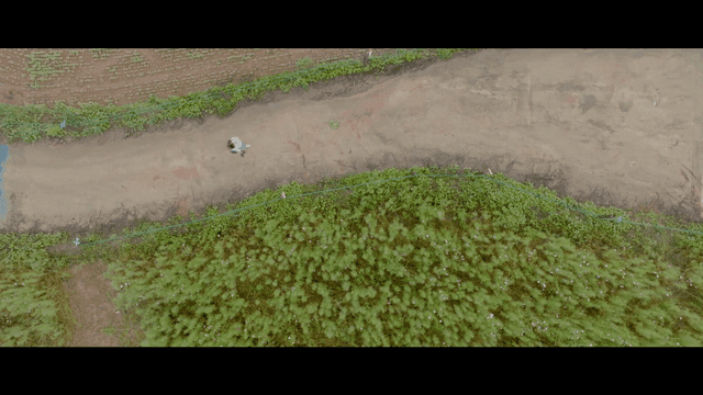 Woman walking beside dense thicket along dirt path