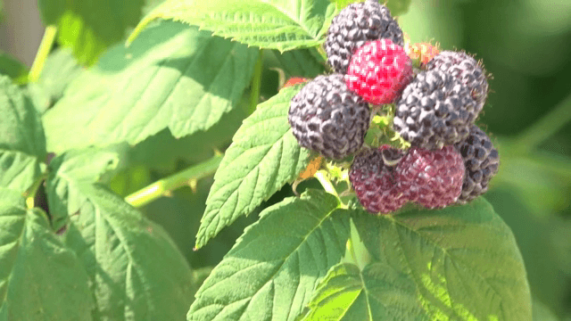 햇빛을 받은 가지의 잘 익은 복분자