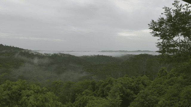 Misty forest landscape at dawn