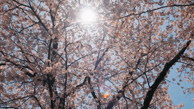햇살이 비치는 벚꽃