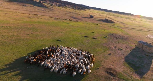 Herd of livestocks moving on a vast plain