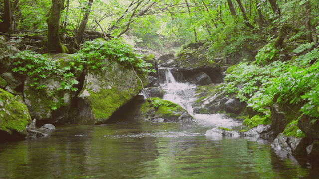 푸른 숲 속의 고요한 시냇물