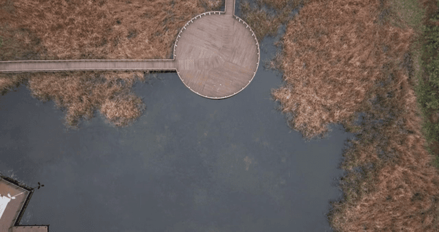 갈대에 둘러싸인 고요한 호수