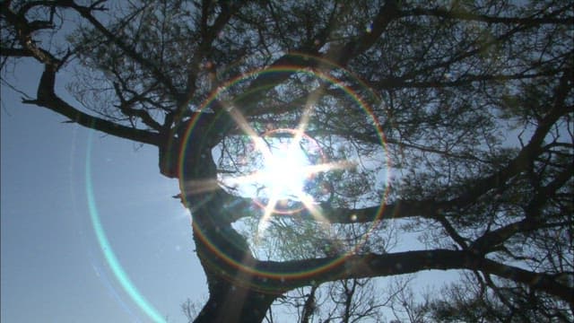 Sunlight Filtering Through Trees