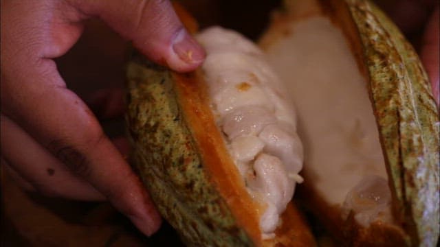 Hand Opening a Cacao Pod to Reveal Seeds