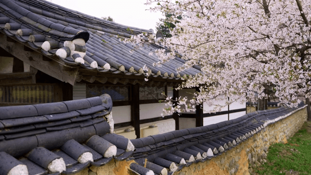 Traditional Korean house with cherry blossoms