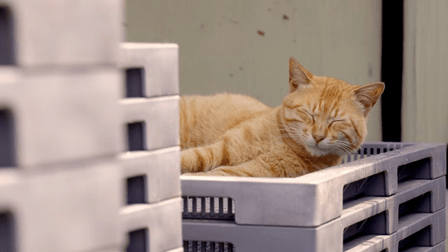 A relaxed cat lying on stacked crates