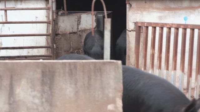 Black pigs roaming in a farmyard