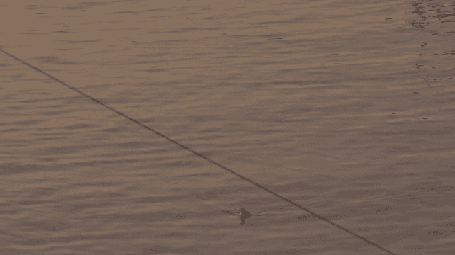 고요한 바다 위를 헤엄치는 외로운 새