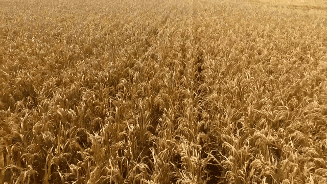 Golden rice field under the sun