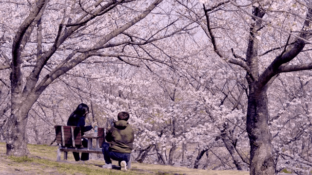 Cherry blossoms in full bloom with people