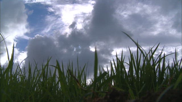 Grass field against cloudy sky