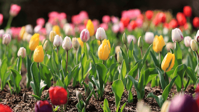 다채로운 튤립이 가득한 들판