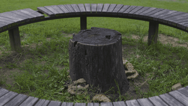 Tree stump in middle of round wooden bench