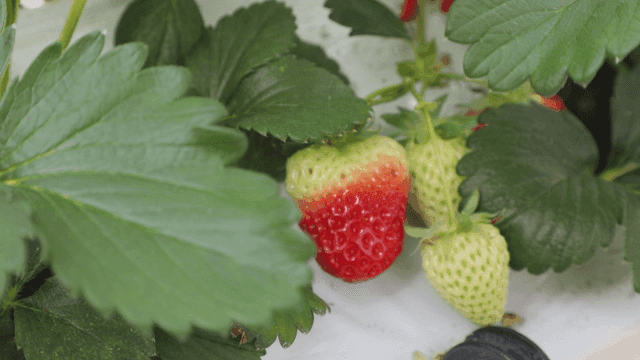 Ripening strawberries among green leaves