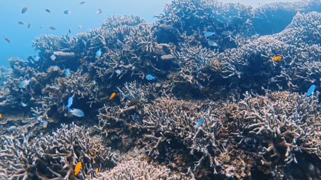 Colorful Fishes Swimming among Coral Reef