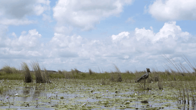고요한 습지에 서 있는 새